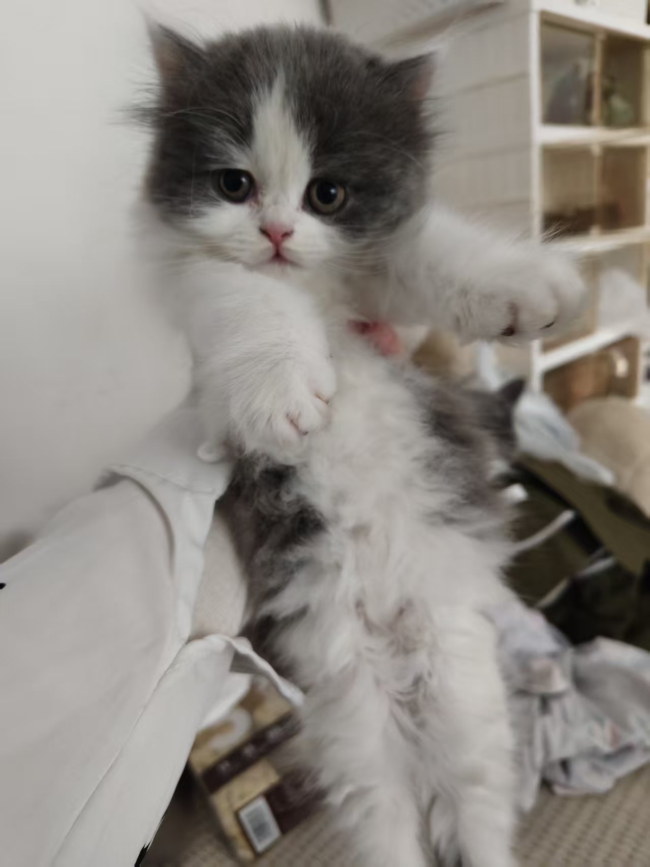 英短蓝白 小长毛 头版特别好 大包子脸 活泼可爱